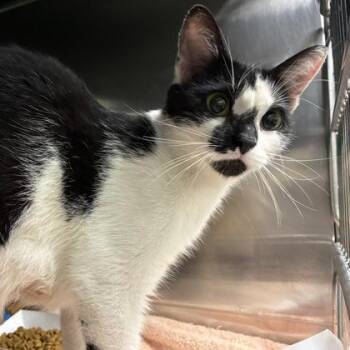 Clarabelle -  Domestic Short Hair Cat for Adoption in Wheaton, Illinois - Clarabelle | PetCurious