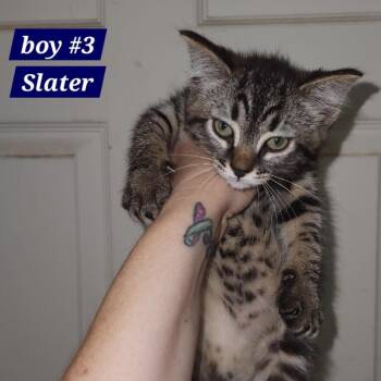 Slater -  Domestic Short Hair Cat for Adoption in Charlottesville, Virginia - Slater | PetCurious