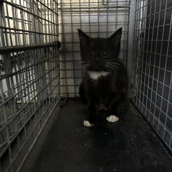 Constellation -  Domestic Short Hair Cat for Adoption in Greensboro, North Carolina - Constellation | PetCurious