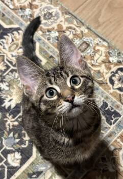 Waffle -  Domestic Short Hair Cat for Adoption in Royal Oak, Michigan - Waffle | PetCurious