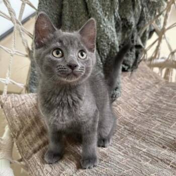 Corsola -  Domestic Medium Hair Cat for Adoption in Walker, Michigan - Corsola | PetCurious