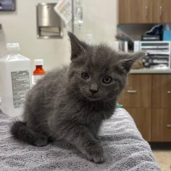 Domestic Short Hair Cats Available for Adoption in Nashville, Indiana - Kiki | PetCurious