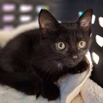 Domestic Short Hair Cats Available for Adoption in Montgomery, Alabama - Lisa | PetCurious