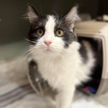 Rescue Domestic Medium Hair Cats for Adoption in Roanoke, Virginia - Oreo | PetCurious