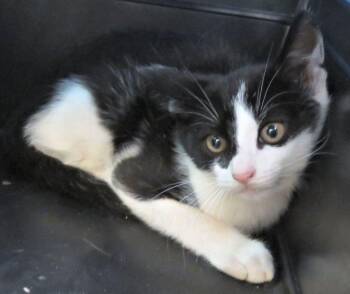 Ben -  Domestic Short Hair Cat for Adoption in Lexington, Virginia - Ben | PetCurious