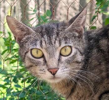 Mika, Sweet, Gorgeous Girl -  Tabby Cat Available for Adoption in Newport, Washington - Mika, Sweet, Gorgeous Girl | PetCurious