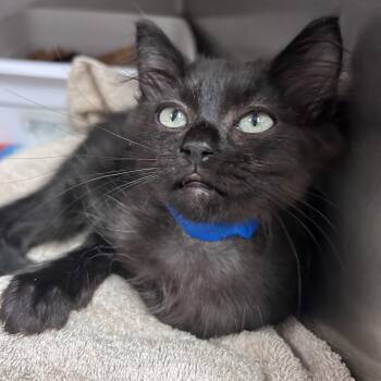 Domestic Medium Hair Cats Available for Adoption in Lakeland, Florida - Zest | PetCurious