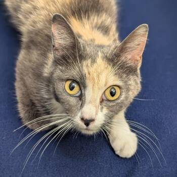 Domestic Short Hair Cats Available for Adoption in Long Beach, California - Michiko | PetCurious