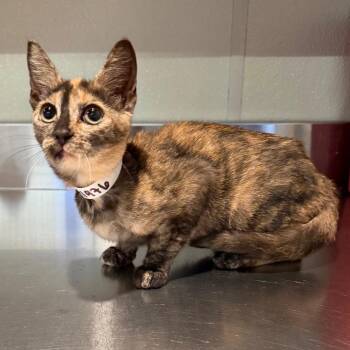 IVHS-Stray-141976 -  Domestic Short Hair Cat for Adoption in San Gabriel, California - IVHS-Stray-141976 | PetCurious