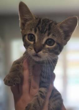 Heathcliff -  Domestic Short Hair Cat for Adoption in Cleveland, Tennessee - Heathcliff | PetCurious