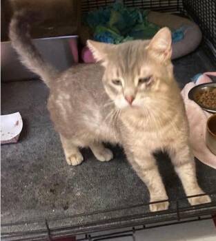 CONNOR -  Domestic Short Hair Cat for Adoption in Muskegon, Michigan - CONNOR | PetCurious