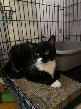 Rescue Tuxedo Cats for Adoption - Baby | PetCurious
