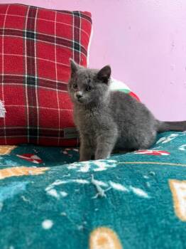 Rescue Domestic Short Hair Cats for Adoption in Freeport, New York - Glinda | PetCurious