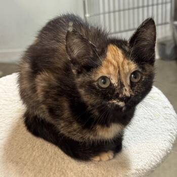 Dipsy -  Domestic Short Hair Cat for Adoption in Rochester, Minnesota - Dipsy | PetCurious