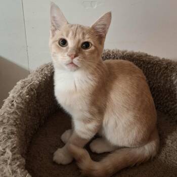 Rescue Domestic Short Hair Cats for Adoption in Vine Grove, Kentucky - Candy Corn | PetCurious