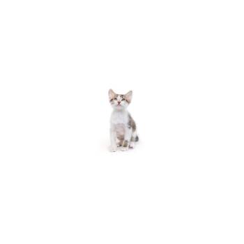 Domestic Short Hair Cats Available for Adoption in Los Angeles, California - Quesadilla | PetCurious