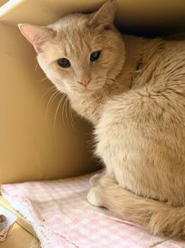 Domestic Short Hair Cats Available for Adoption in Worcester, Massachusetts - Bosco | PetCurious