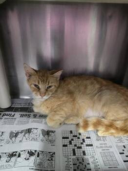 JCPenney -  Domestic Short Hair Cat for Adoption in Evansville, Indiana - JCPenney | PetCurious