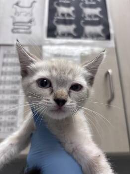 FLOIT -  Domestic Short Hair Cat for Adoption in Las Vegas, Nevada - FLOIT | PetCurious
