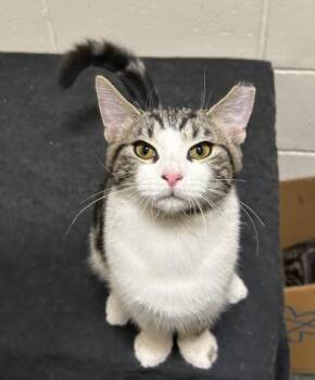 Bjorn -  Tabby Cat for Adoption in Cincinnati, Ohio - Bjorn | PetCurious