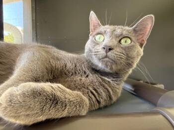Jax -  Domestic Short Hair Cat for Adoption in Hamilton, Ohio - Jax | PetCurious