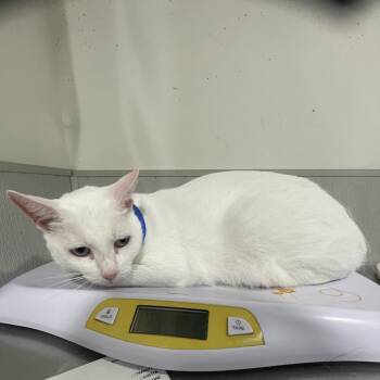 Hope -  Domestic Short Hair Cat for Adoption in Clearwater, Florida - Hope | PetCurious