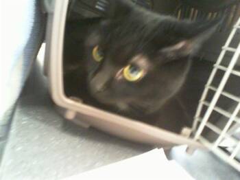 Domestic Short Hair Cats Available for Adoption - DASHER | PetCurious