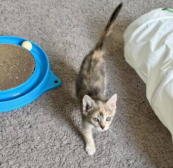 Daisy -  Domestic Short Hair Cat for Adoption in Lafayette, Colorado - Daisy | PetCurious