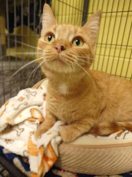 Rescue Domestic Short Hair Cats for Adoption in Hamilton, Ohio - Moira | PetCurious