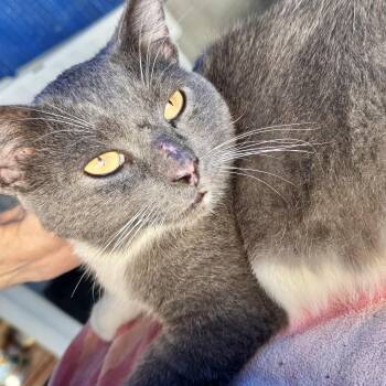 Grayson (Courtesy Listing) -  Domestic Short Hair Cat for Adoption in Richmond, Virginia - Grayson (Courtesy Listing) | PetCurious