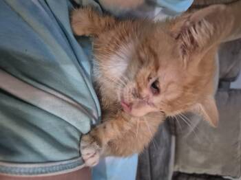 Chris -  Domestic Short Hair Cat for Adoption in Fruit Heights, Utah - Chris | PetCurious