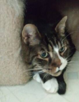 Sully Shewman (calm, loving boy) -  Domestic Short Hair Cat for Adoption in Stowe, Pennsylvania - Sully Shewman (calm, Loving Boy) | PetCurious