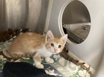NICK -  Domestic Short Hair Cat for Adoption in Tustin, California - NICK | PetCurious