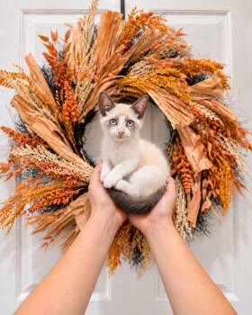 Haku -  Siamese Cat for Adoption in Goodyear, Arizona - Haku | PetCurious