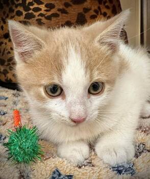 Domestic Short Hair Cats Available for Adoption in St. George, Utah - Biscuit Boo | PetCurious