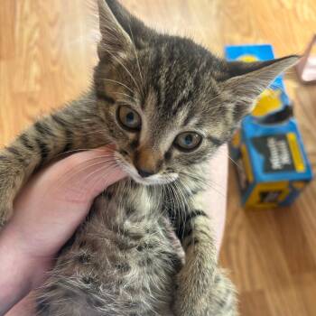 Kitten 1 -  Domestic Short Hair Cat for Adoption in Rochester, Minnesota - Kitten 1 | PetCurious