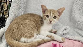 Julius -  Domestic Short Hair Cat for Adoption in Antioch, California - Julius | PetCurious