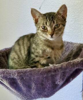 Brigid -  Domestic Medium Hair Cat for Adoption in Tillamook, Oregon - Brigid | PetCurious