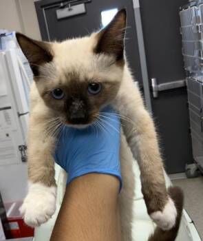 DENNIS -  Siamese and Domestic Short Hair Cat for Adoption in Visalia, California - DENNIS | PetCurious