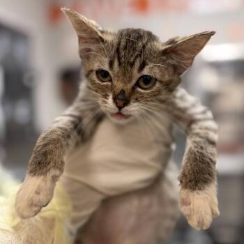 Sardine -  Domestic Short Hair Cat for Adoption in Houston, Texas - Sardine | PetCurious