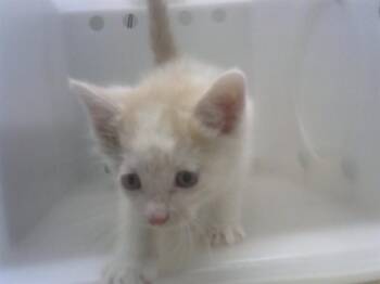 Domestic Short Hair Cats Available for Adoption in Albuquerque, New Mexico - SUGAR | PetCurious