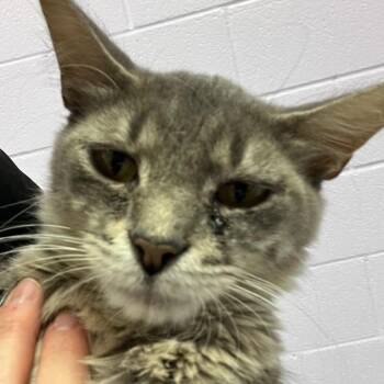 Thistle -  Domestic Medium Hair Cat for Adoption in Austin, Texas - Thistle | PetCurious