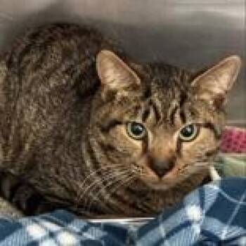 Domestic Short Hair Cats Available for Adoption in Lansing, Michigan - Toaster | PetCurious