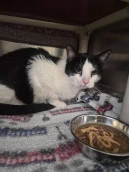 Toby ARRON -  Domestic Medium Hair and Domestic Short Hair Cat for Adoption in Montreal, Quebec - Toby ARRON | PetCurious