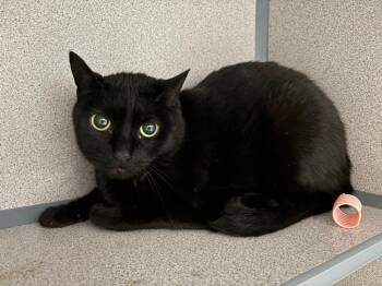 Domestic Short Hair Cats Available for Adoption in Liverpool, New York - Misty | PetCurious