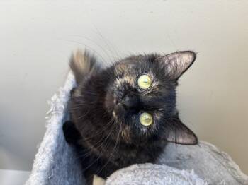 Tortoiseshell Cats Available for Adoption in Shakespeare, Ontario - STELLAH | PetCurious