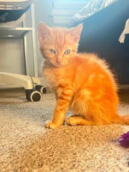 Singy Gingy -  Domestic Short Hair Cat for Adoption in Augusta, Georgia - Singy Gingy | PetCurious