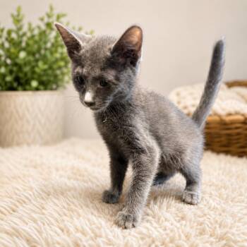 Eli -  Domestic Medium Hair Cat for Adoption in Pittsfield, Illinois - Eli | PetCurious