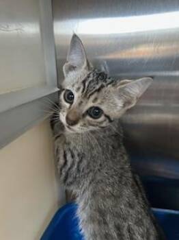 Rescue Domestic Short Hair Cats for Adoption in Pearland, Texas - ART | PetCurious