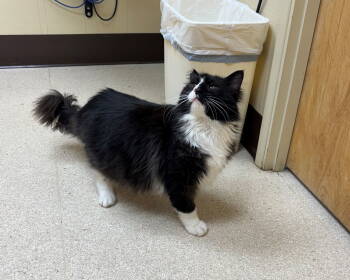 Rescue Domestic Long Hair Cats for Adoption in Hillsboro, Oregon - OSCAR #1757 - Offered By Owner - FIV+ | PetCurious